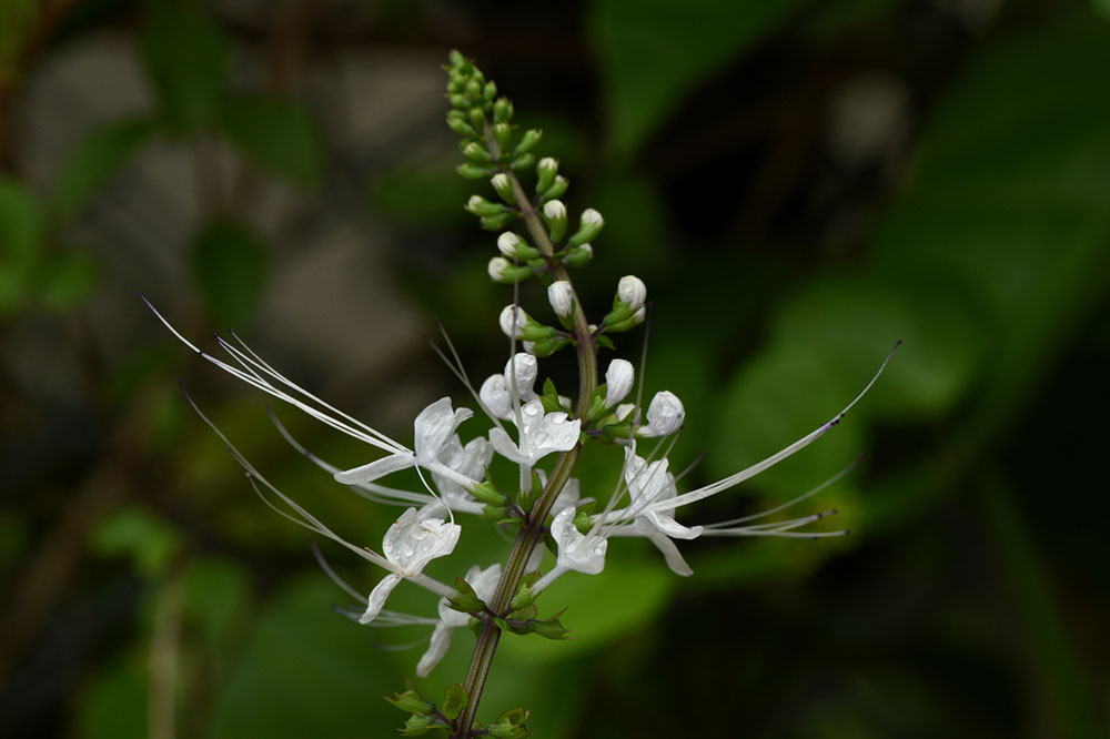 The 7 Most Toxic Plants for Cats