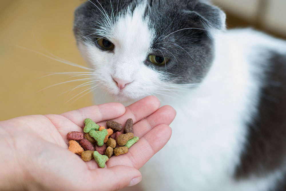 7 Easy Homemade Treats for Cats